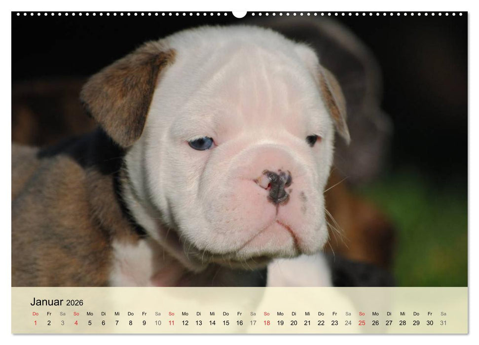 Bulldoggen-Kindergarten (CALVENDO Wandkalender 2026)