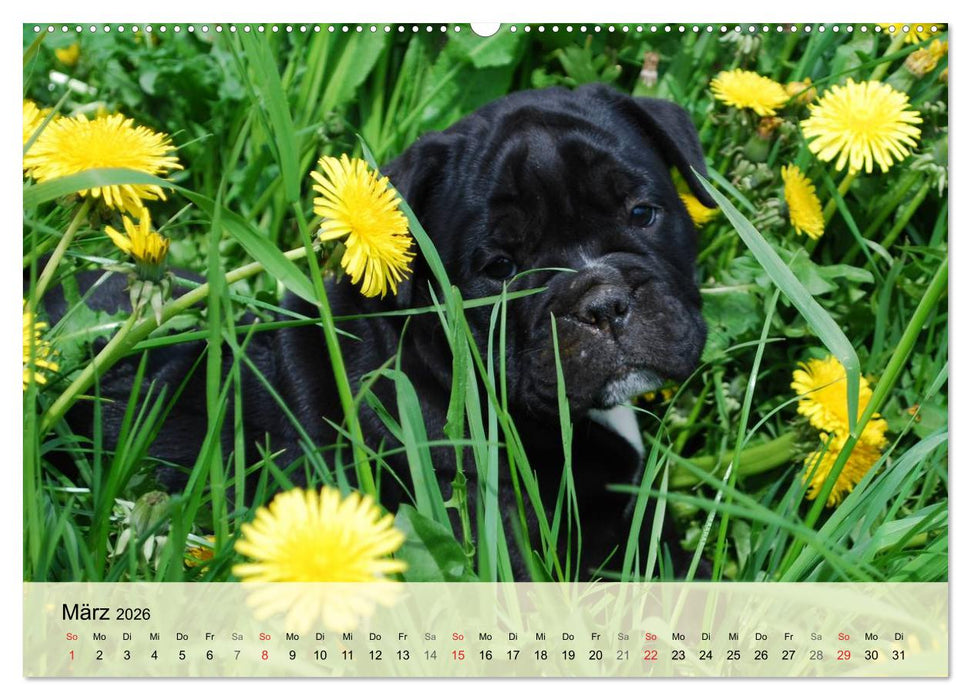 Bulldoggen-Kindergarten (CALVENDO Wandkalender 2026)