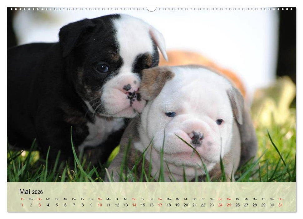 Bulldoggen-Kindergarten (CALVENDO Wandkalender 2026)