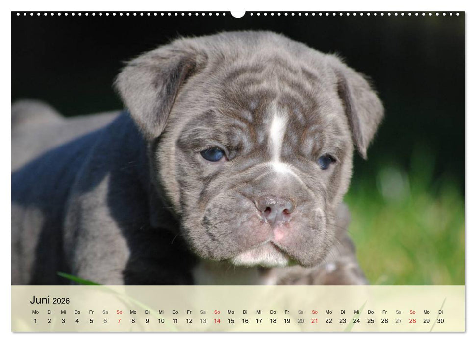 Bulldoggen-Kindergarten (CALVENDO Wandkalender 2026)