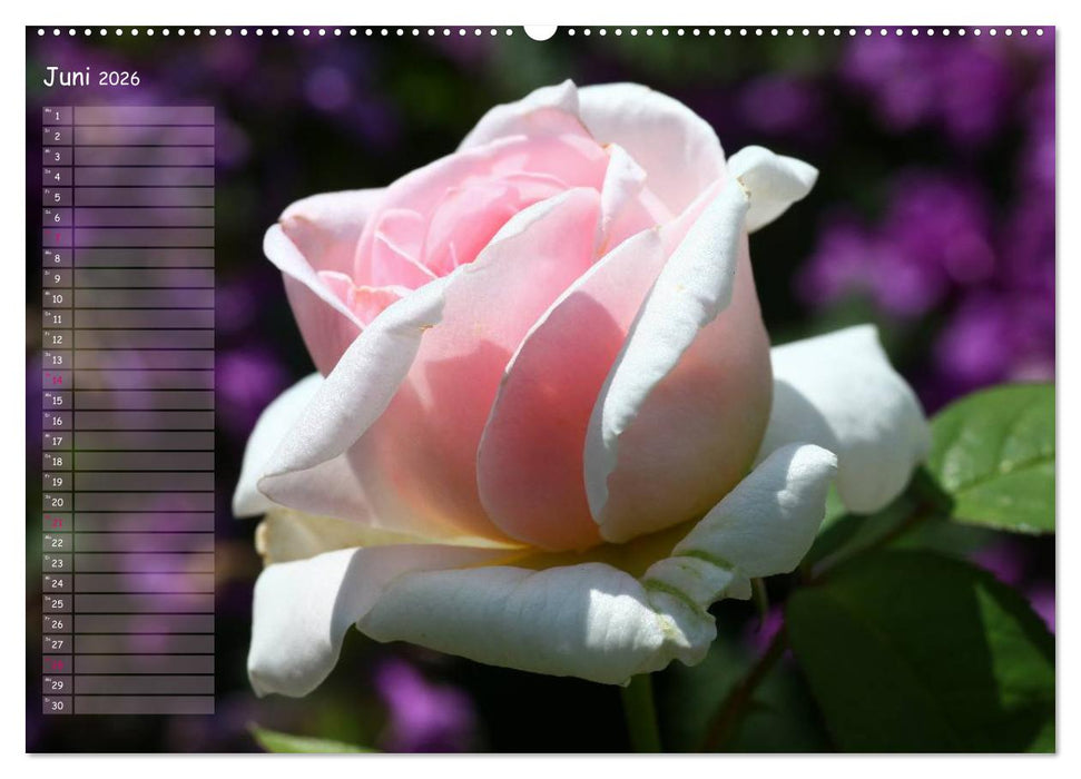 Lass Rosen sprechen (CALVENDO Wandkalender 2026)