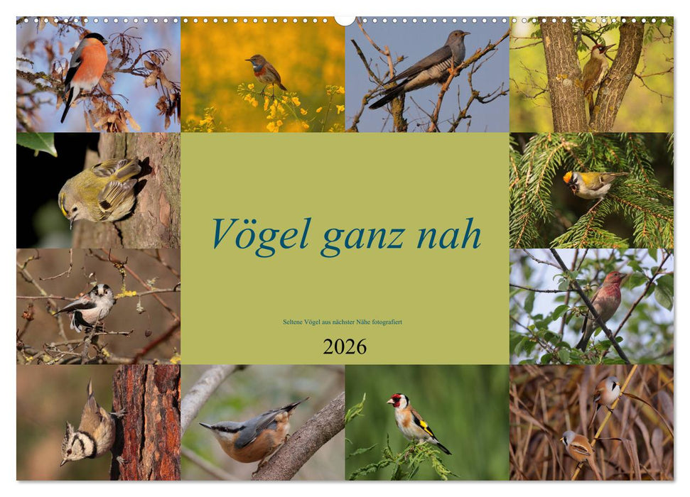 Vögel ganz nah (CALVENDO Wandkalender 2026)