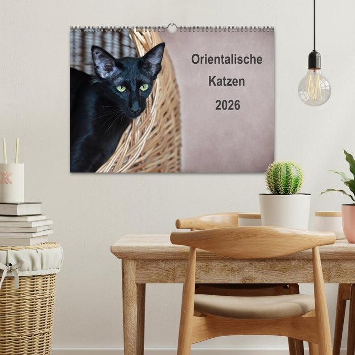 Orientalische Katzen (CALVENDO Wandkalender 2026)