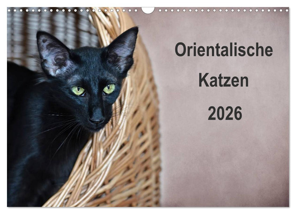 Orientalische Katzen (CALVENDO Wandkalender 2026)