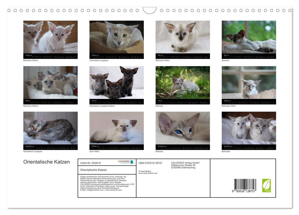 Orientalische Katzen (CALVENDO Wandkalender 2026)