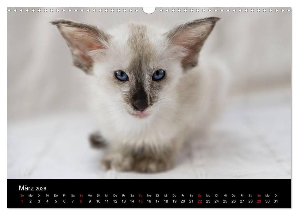 Orientalische Katzen (CALVENDO Wandkalender 2026)