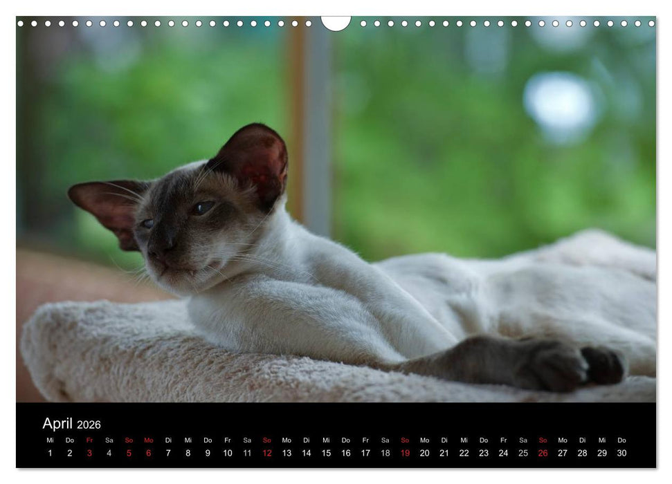 Orientalische Katzen (CALVENDO Wandkalender 2026)