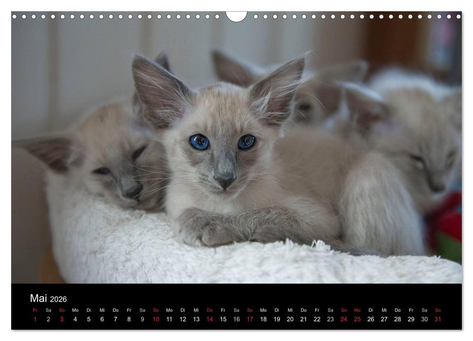 Orientalische Katzen (CALVENDO Wandkalender 2026)