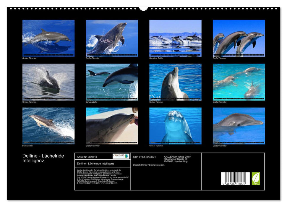 Delfine - Lächelnde Intelligenz (CALVENDO Premium Wandkalender 2026)