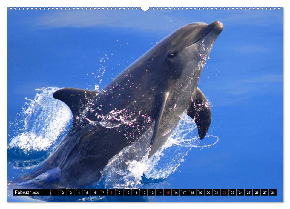Delfine - Lächelnde Intelligenz (CALVENDO Premium Wandkalender 2026)