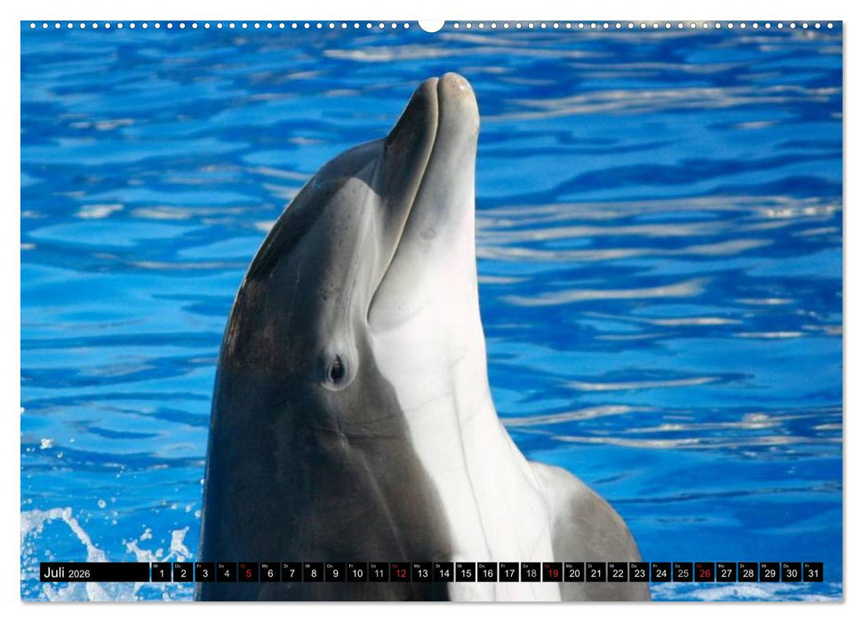 Delfine - Lächelnde Intelligenz (CALVENDO Premium Wandkalender 2026)