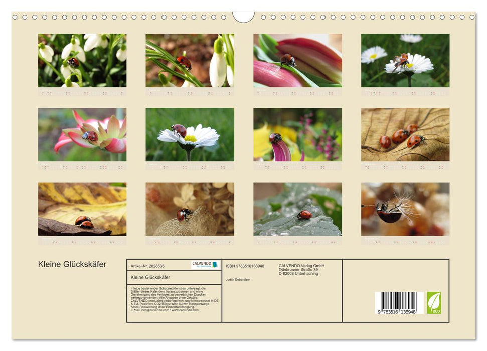 Kleine Glückskäfer (CALVENDO Wandkalender 2026)