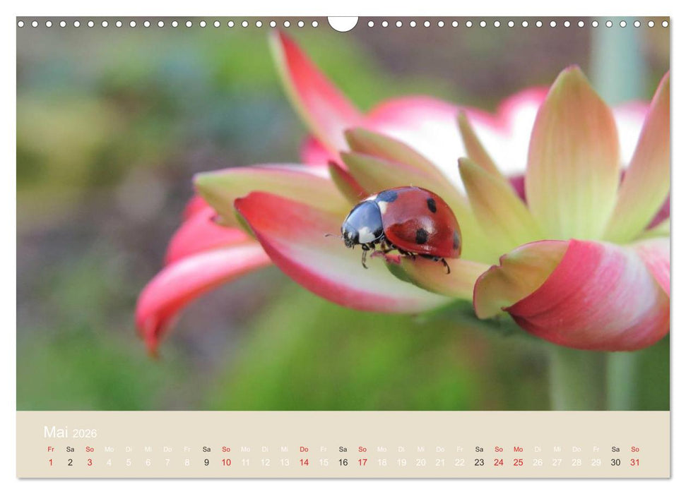 Kleine Glückskäfer (CALVENDO Wandkalender 2026)