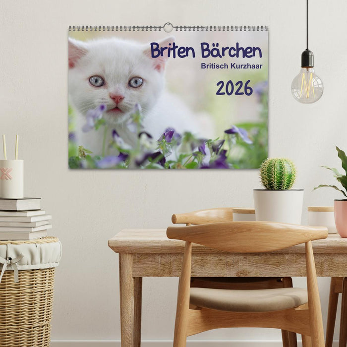 Briten Bärchen – Britsch Kurzhaar 2026 (CALVENDO Wandkalender 2026)