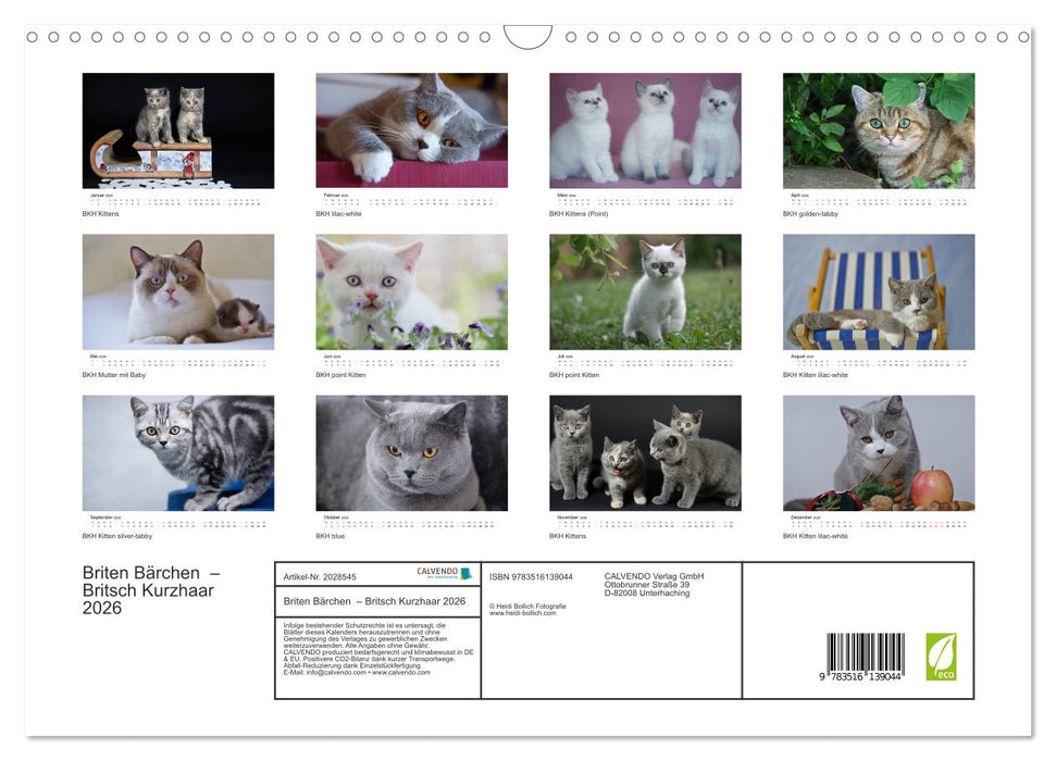 Briten Bärchen – Britsch Kurzhaar 2026 (CALVENDO Wandkalender 2026)