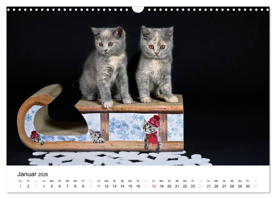 Briten Bärchen – Britsch Kurzhaar 2026 (CALVENDO Wandkalender 2026)