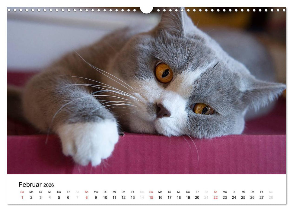 Briten Bärchen – Britsch Kurzhaar 2026 (CALVENDO Wandkalender 2026)
