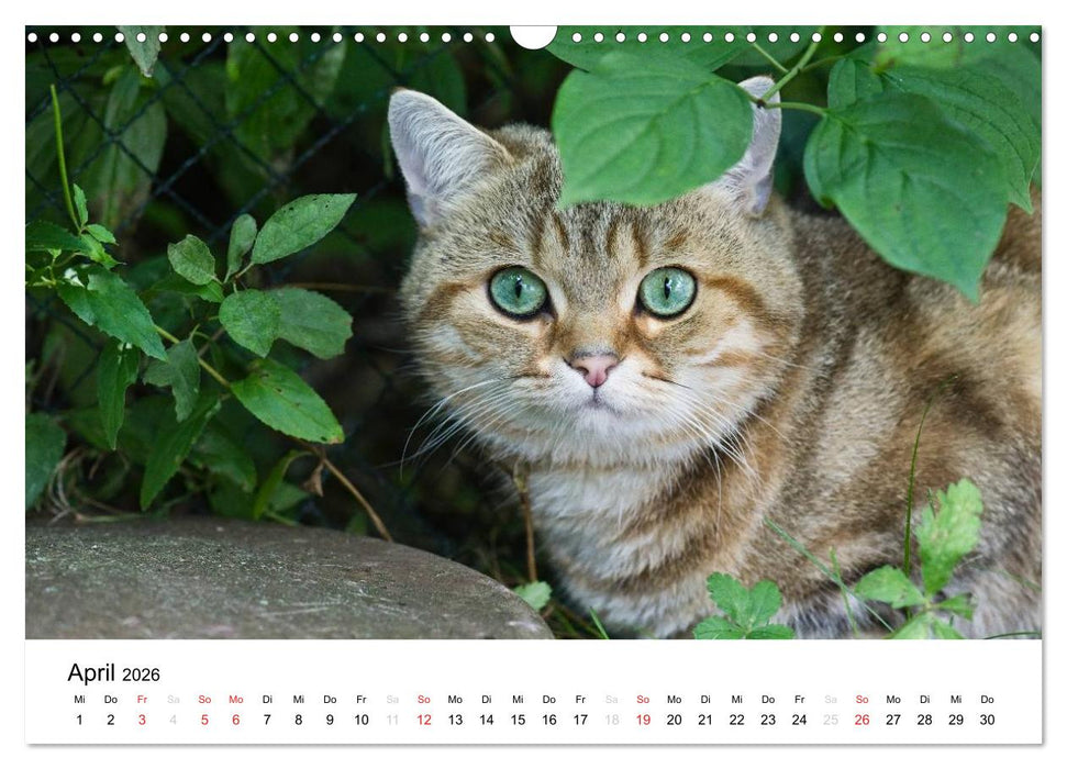 Briten Bärchen – Britsch Kurzhaar 2026 (CALVENDO Wandkalender 2026)