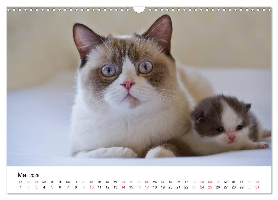 Briten Bärchen – Britsch Kurzhaar 2026 (CALVENDO Wandkalender 2026)