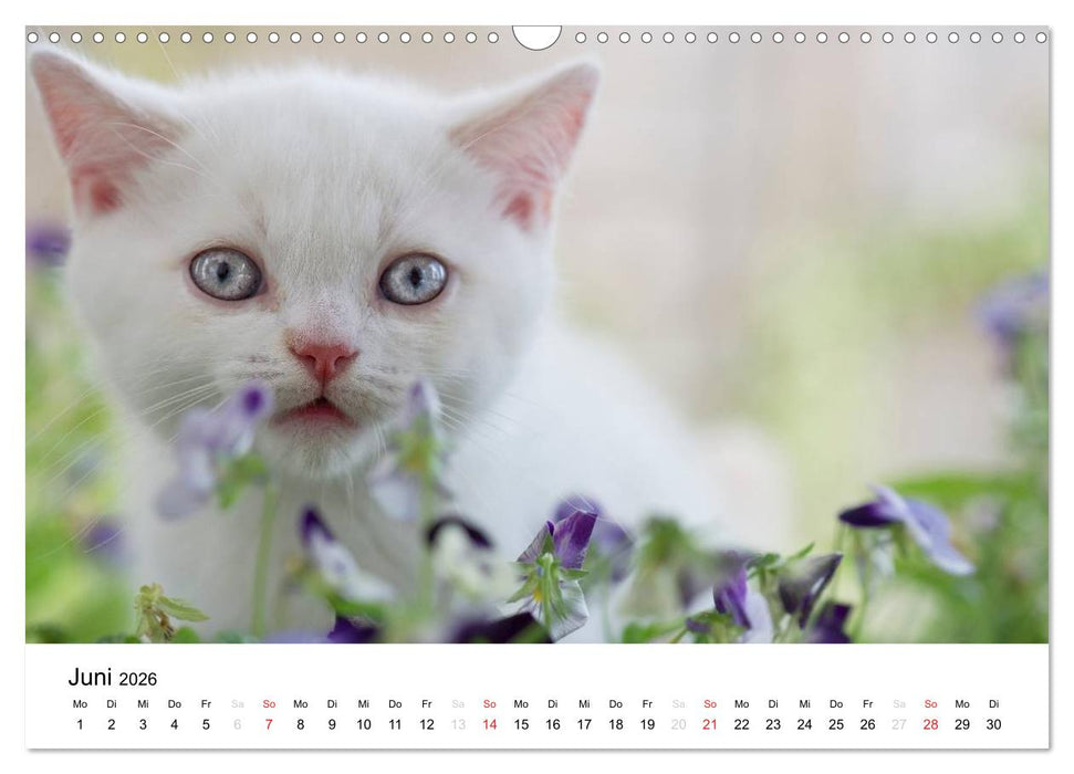 Briten Bärchen – Britsch Kurzhaar 2026 (CALVENDO Wandkalender 2026)