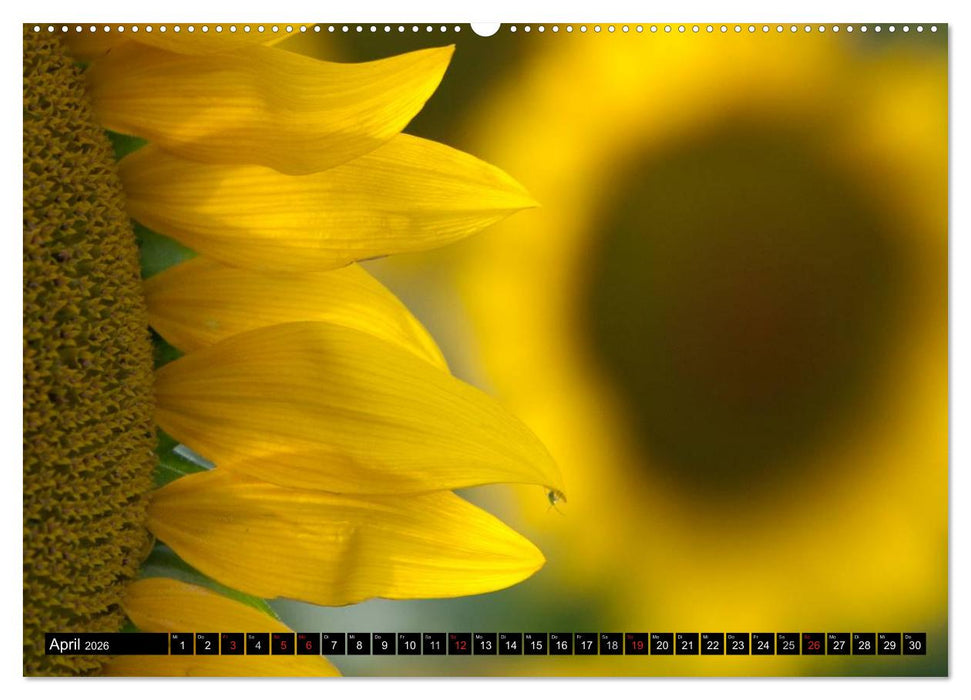 Provence Impressionen (CALVENDO Wandkalender 2026)