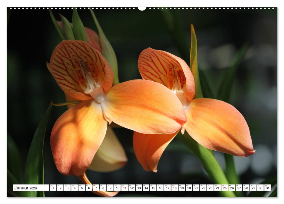Prachtvolle Orchideen (CALVENDO Premium Wandkalender 2026)