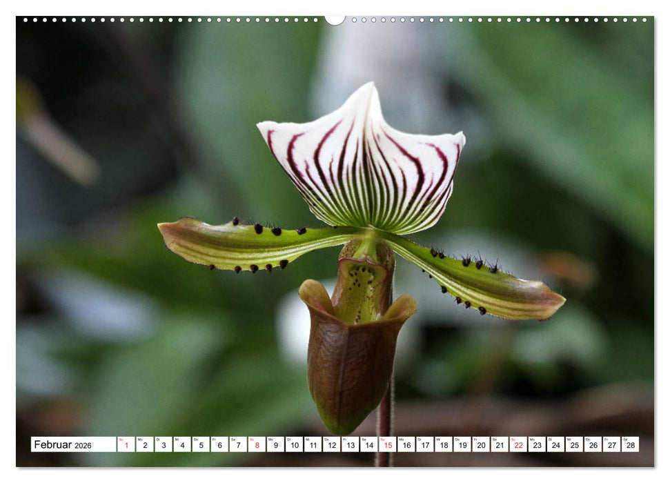 Prachtvolle Orchideen (CALVENDO Premium Wandkalender 2026)