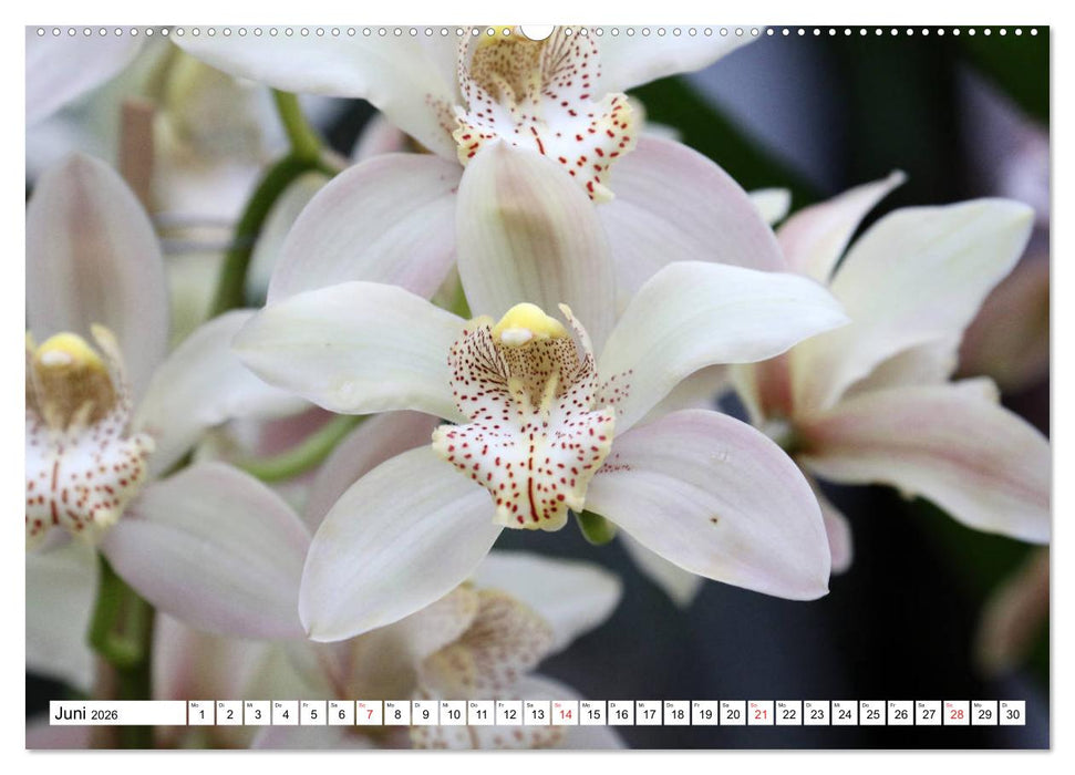 Prachtvolle Orchideen (CALVENDO Premium Wandkalender 2026)