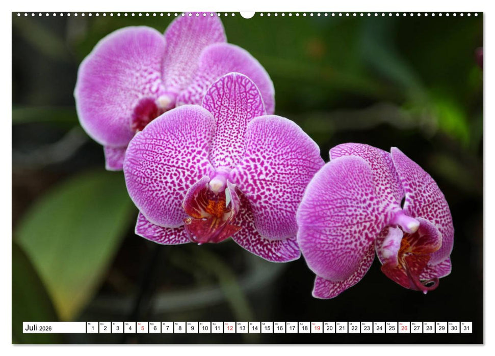Prachtvolle Orchideen (CALVENDO Premium Wandkalender 2026)