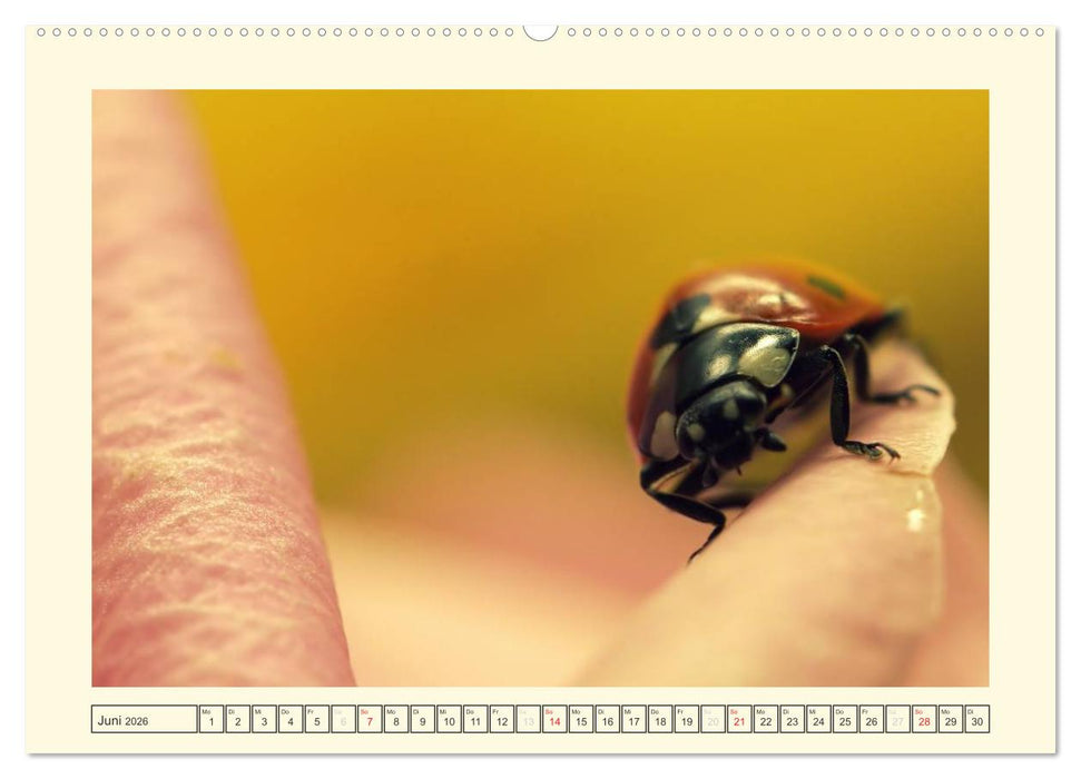 Marienkäfer / 2026 (CALVENDO Premium Wandkalender 2026)