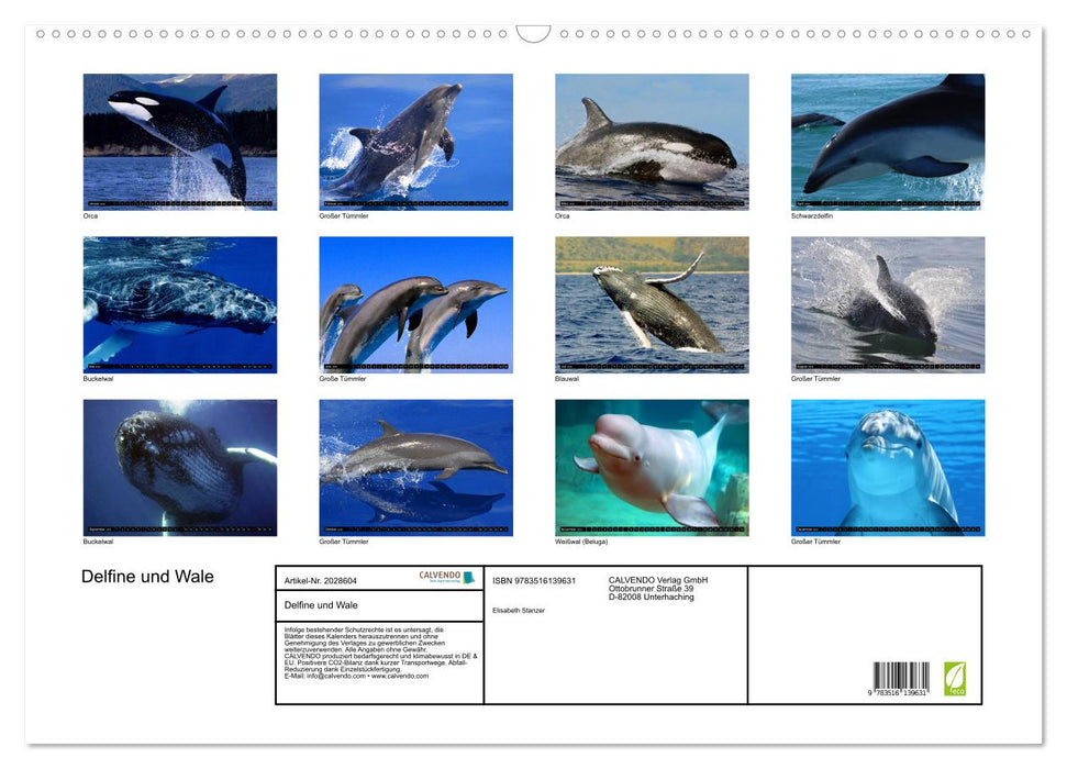 Delfine und Wale (CALVENDO Wandkalender 2026)