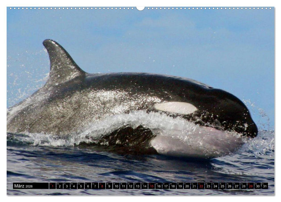 Delfine und Wale (CALVENDO Wandkalender 2026)