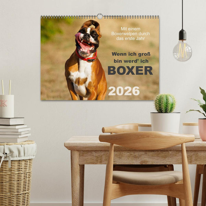 Wenn ich groß bin werd' ich Boxer (CALVENDO Wandkalender 2026)