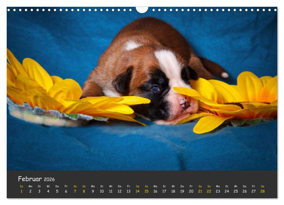 Wenn ich groß bin werd' ich Boxer (CALVENDO Wandkalender 2026)