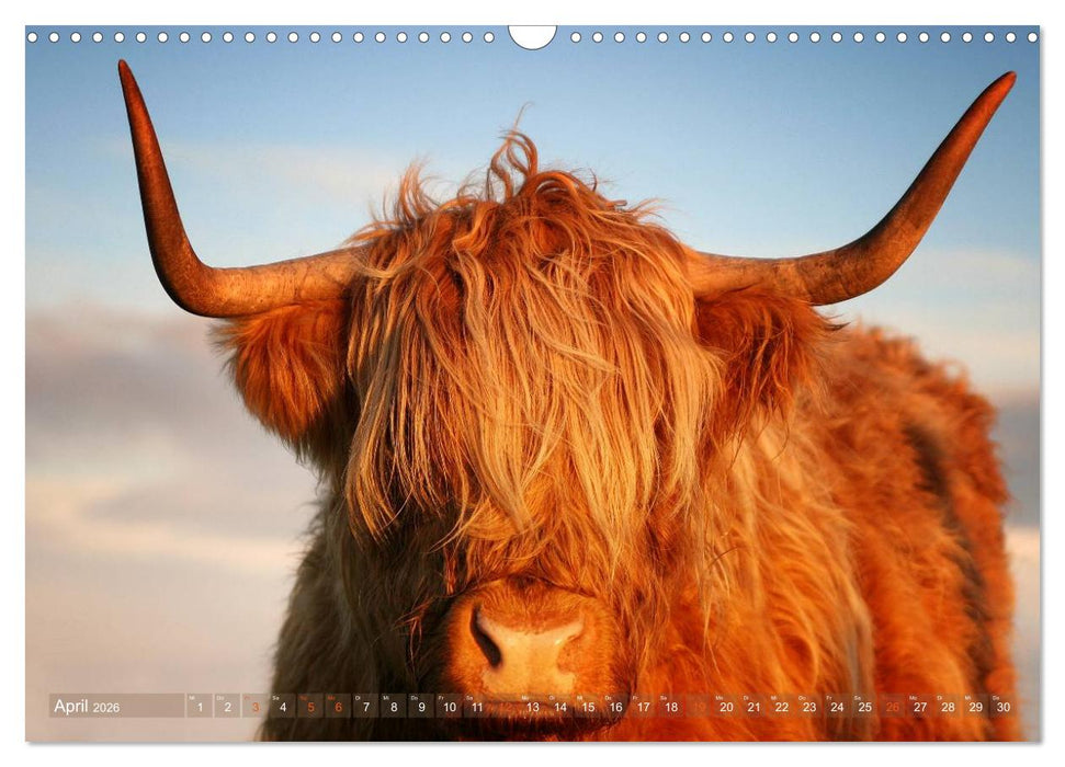 Schottische Hochlandrinder - Highland Cattle im Portrait (CALVENDO Wandkalender 2026)