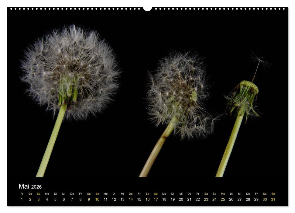 Verändertes (CALVENDO Wandkalender 2026)