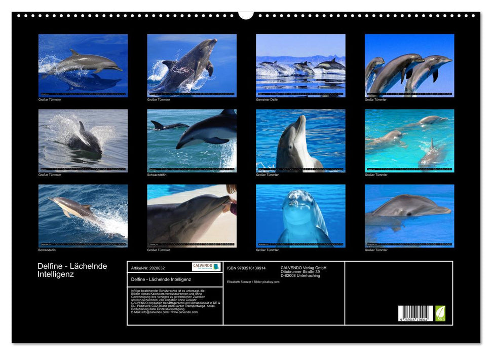 Delfine - Lächelnde Intelligenz (CALVENDO Wandkalender 2026)