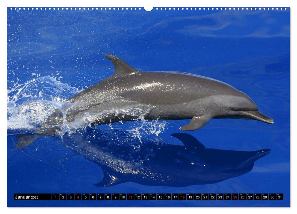 Delfine - Lächelnde Intelligenz (CALVENDO Wandkalender 2026)