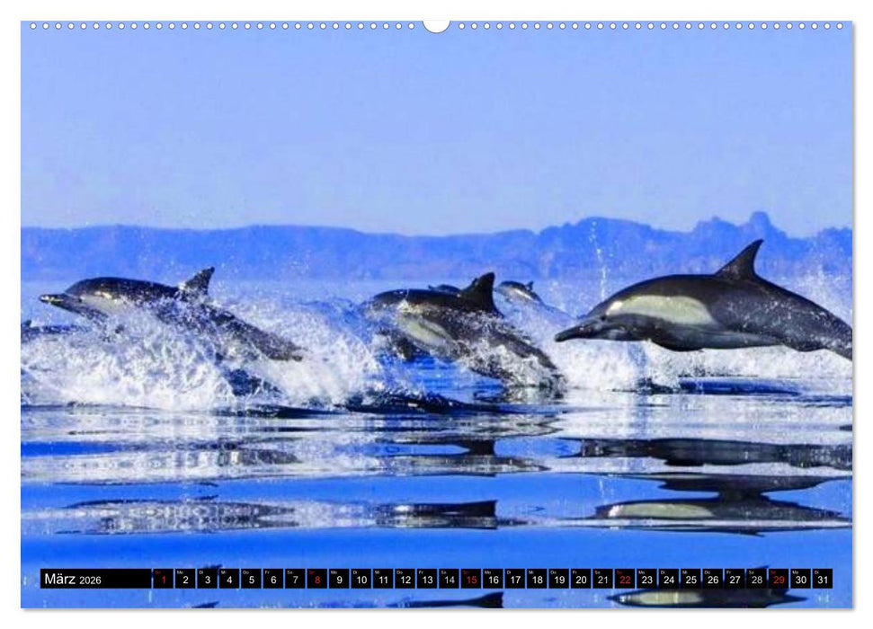 Delfine - Lächelnde Intelligenz (CALVENDO Wandkalender 2026)