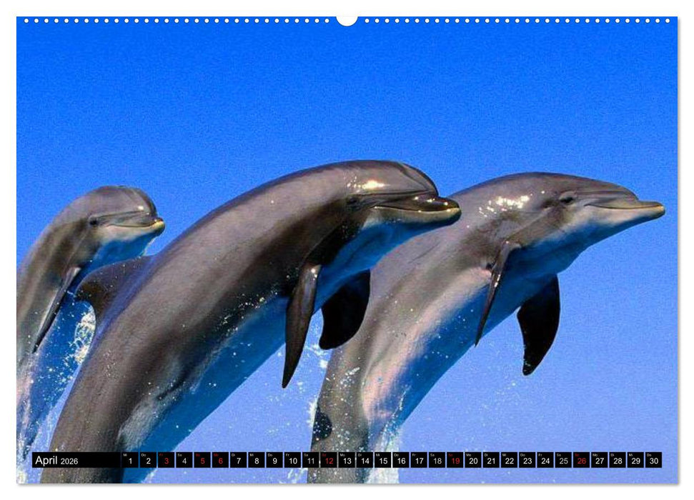 Delfine - Lächelnde Intelligenz (CALVENDO Wandkalender 2026)