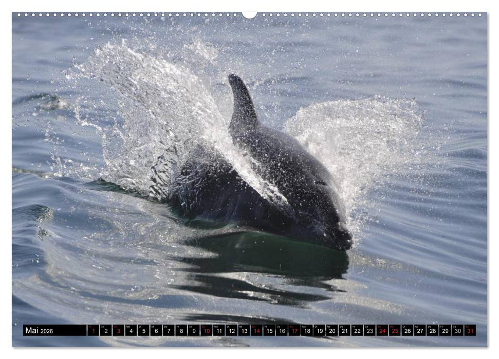Delfine - Lächelnde Intelligenz (CALVENDO Wandkalender 2026)