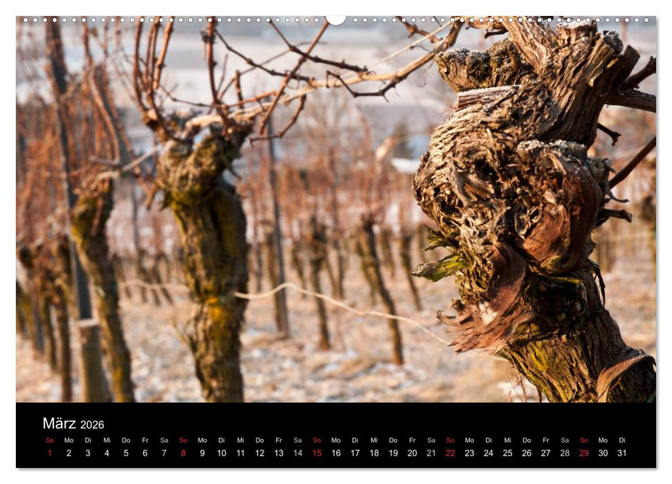 Weinberge im Remstal (CALVENDO Wandkalender 2026)