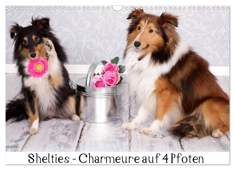 Shelties : Charmeure auf 4 Pfoten (CALVENDO Wandkalender 2026)