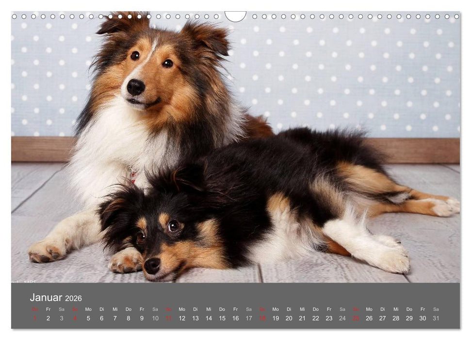 Shelties : Charmeure auf 4 Pfoten (CALVENDO Wandkalender 2026)
