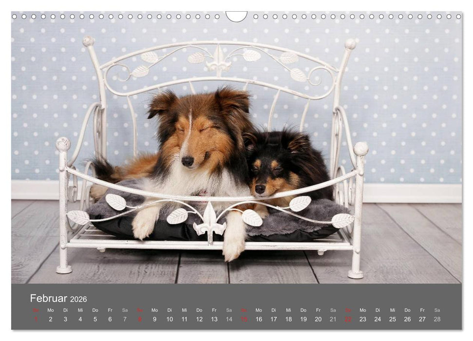 Shelties : Charmeure auf 4 Pfoten (CALVENDO Wandkalender 2026)