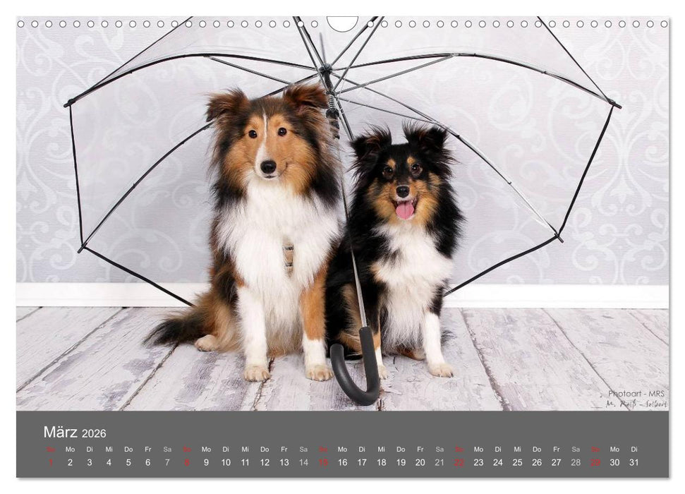 Shelties : Charmeure auf 4 Pfoten (CALVENDO Wandkalender 2026)