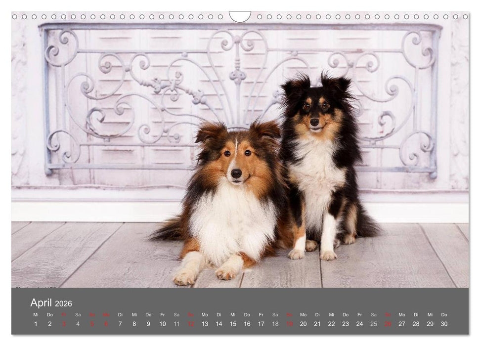 Shelties : Charmeure auf 4 Pfoten (CALVENDO Wandkalender 2026)