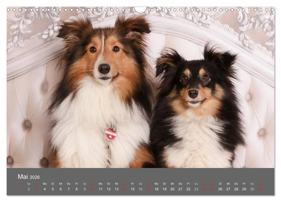 Shelties : Charmeure auf 4 Pfoten (CALVENDO Wandkalender 2026)