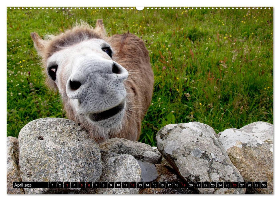 Irland - Grüne Insel mit Seele (CALVENDO Premium Wandkalender 2026)