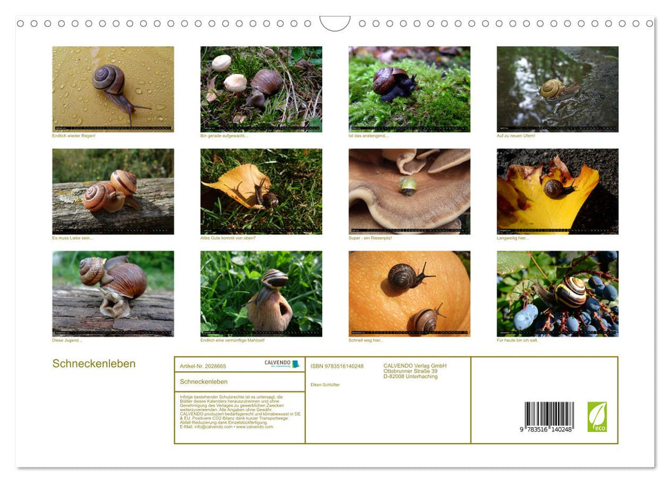 Schneckenleben (CALVENDO Wandkalender 2026)